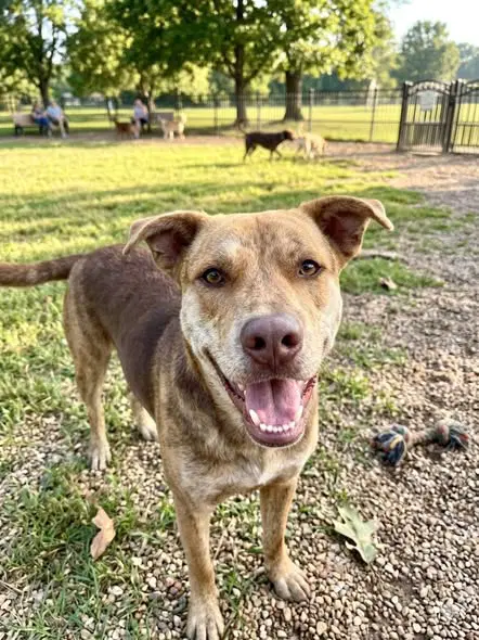 Hoss - Pit