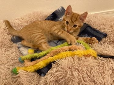 Jonesy