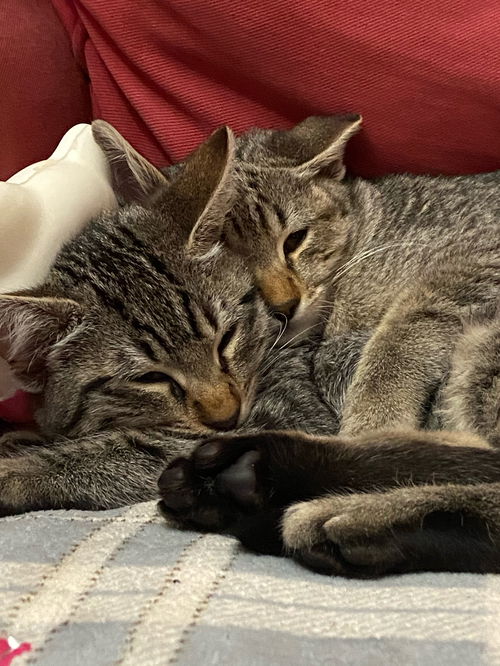 Rae and Shadow (bonded pair)