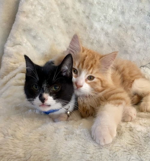 Gunnar and Skylar (bonded pair)
