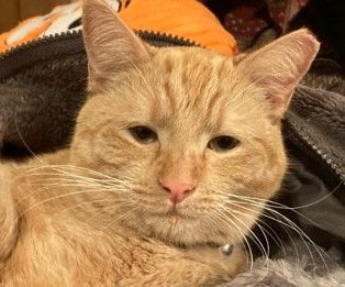 Cheddar Puff