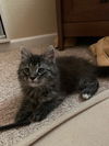Gracie and Teddy (bonded pair)