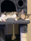 Gracie and Teddy (bonded pair)