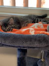 Gracie and Teddy (bonded pair)