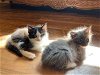Madelynn (greyscale kittens)