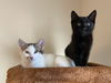 Wendy (Peter Pan Litter) bonded pair with Shadow