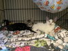 Wendy (Peter Pan Litter) bonded pair with Shadow