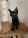 Shadow (Peter Pan litter) bonded pair with Wendy