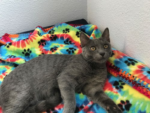 Juniper