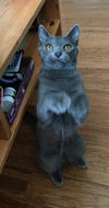 Juniper