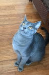 Juniper
