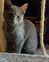 Elm and Aster (bonded pair)