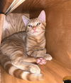 Elm and Aster (bonded pair)