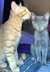 Elm and Aster (bonded pair)