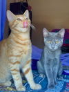 Elm and Aster (bonded pair)