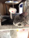 Elm and Aster (bonded pair)