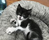 Francesca (Foxen litter)