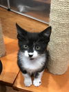 Francesca (Foxen litter)