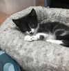 Francesca (Foxen litter)