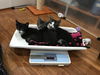 Francesca (Foxen litter)