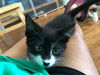 Francesca (Foxen litter)