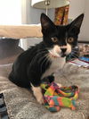 Francesca (Foxen litter)