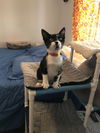 Francesca (Foxen litter)