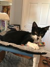 Francesca (Foxen litter)