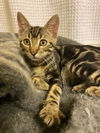 Amber and London (bonded pair)