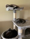 Amber and London (bonded pair)