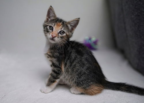 Maxine (Stranger Things litter)