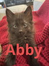 Abby (Rosa litter)