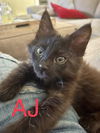 AJ (Rosa litter)