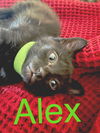 Alex (Rosa litter)