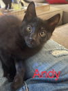 Andy (Rosa litter)