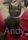 Andy (Rosa litter)