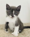 Purrific Litter Spanky (Courtesy Post)