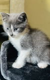 Purrific Litter Spanky (Courtesy Post)