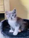 Purrific Litter Spanky (Courtesy Post)