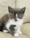 Purrific Litter Spanky (Courtesy Post)