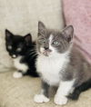 Purrific Litter Spanky (Courtesy Post)