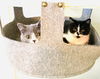 Purrific Mitzi & Piper (Courtesy Post)