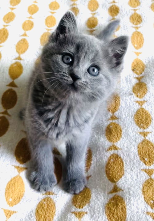 Purrific Bluebell (Courtesy Post)