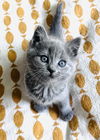 Purrific Bluebell (Courtesy Post)