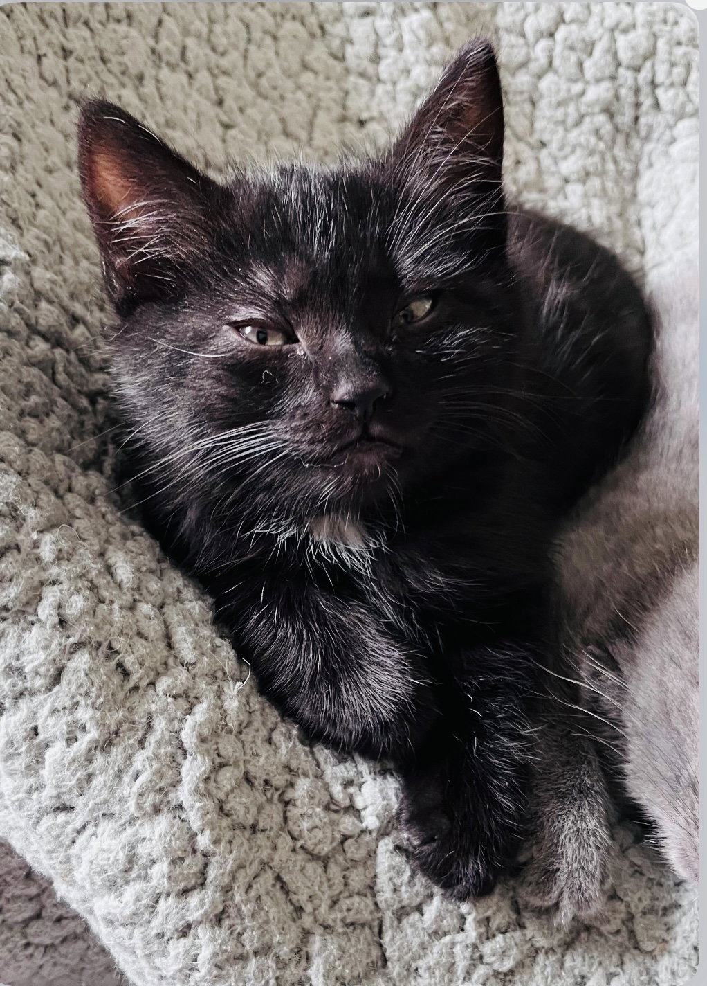 Cats for Adoption in San Mateo, California Alpha Paw