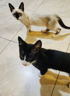 Purrific Rescue LOUIS & MARIE (Courtesy Post)