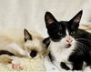 Purrific Rescue LOUIS & MARIE (Courtesy Post)