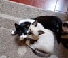 Purrific Rescue LOUIS & MARIE (Courtesy Post)