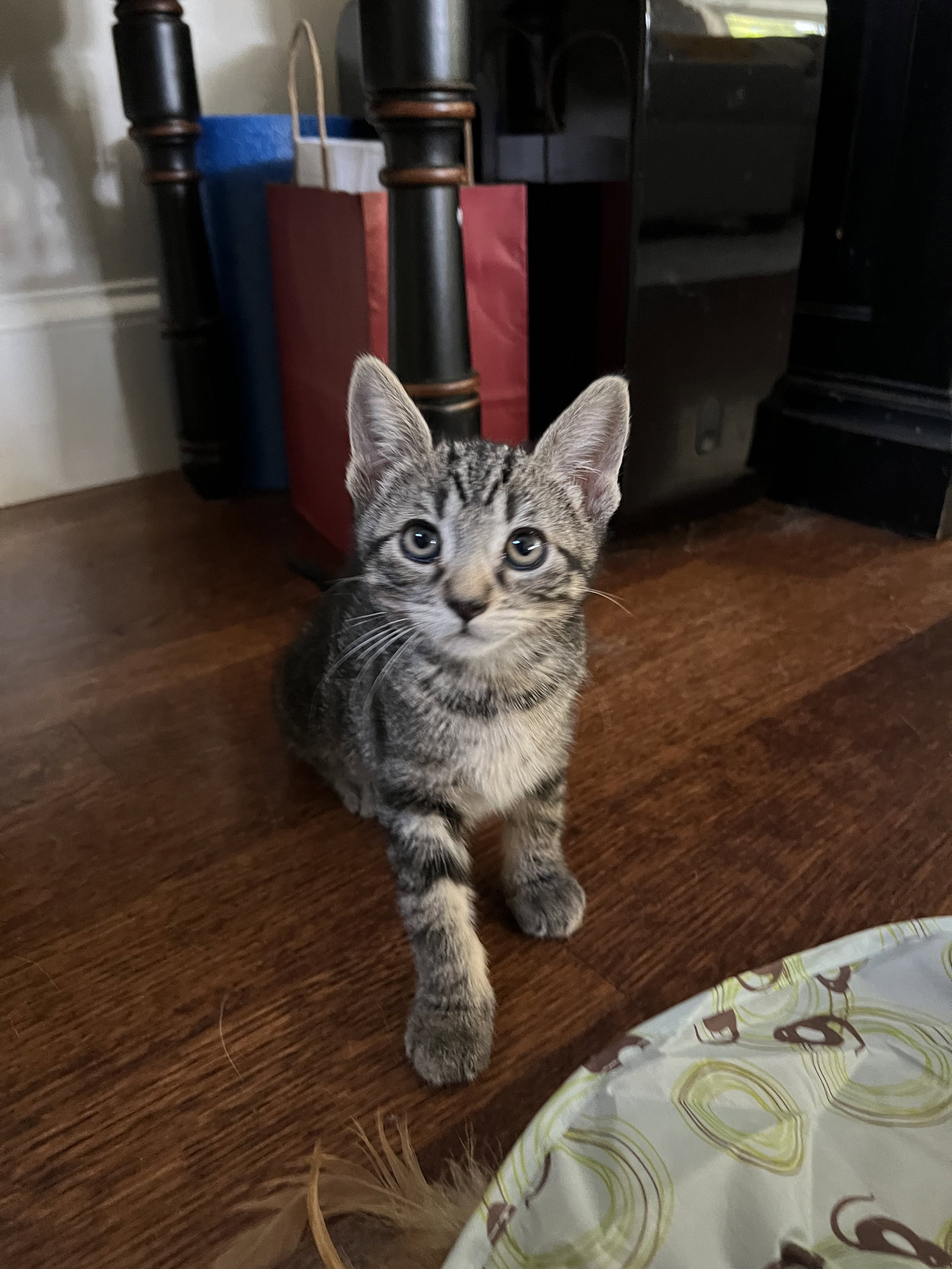 Cat adoption in San Jose, CA 95128 Domestic Short Hair (short coat