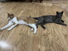Ember (Bonded with Rupert)